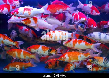 Un grande gruppo di koi da corsa allevati in un serbatoio di pesce professionale Foto Stock