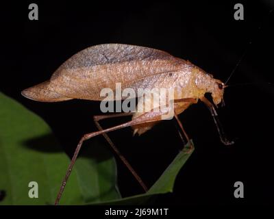 Katydid femmina (famiglia Tettigoniidae) mimando una foglia morta isolata su uno sfondo naturale scuro dalle giungle del Belize, America Centrale Foto Stock