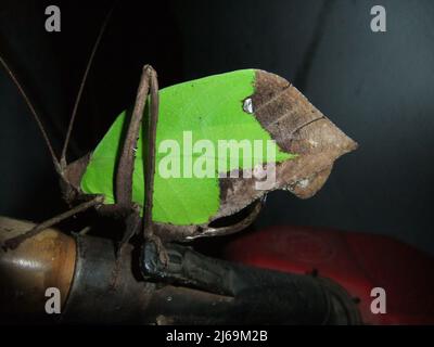 La foglia verde morta mimica Katydid (famiglia Tettigoniidae) isolato su uno sfondo naturale scuro dalle giungle del Belize, America Centrale Foto Stock