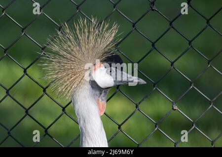 Testa di una gru incoronata dell'Africa orientale (Baleari regulorum gibbericeps) guardando la telecamera e isolato su uno sfondo verde naturale Foto Stock