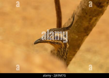 Testa di un elegante tinamou crestato (Eudromia elegans) isolato su uno sfondo naturale marrone chiaro deserto Foto Stock