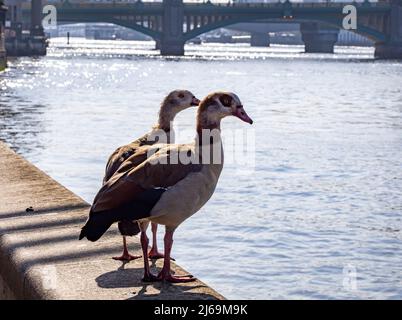 Egyptian Goose Pair Alopochen aegyptiaca sul Tamigi Embankment vicino Southwark Bridge a Londra UK Foto Stock