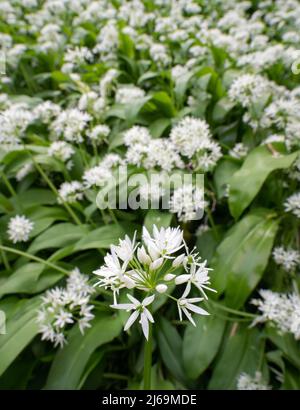 Aglio selvatico o Ramsoms Allium ursinum che cresce in un bosco Somerset nel mese di aprile Foto Stock