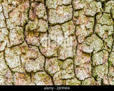 Primo piano di scricchiolatura di albero ruvida Foto Stock
