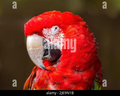 Primo piano ritratto di un Scarlet Macaw Foto Stock