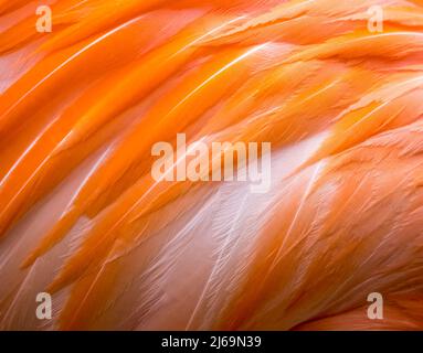 Primo piano delle piume rosa degli uccelli Flamigo Foto Stock