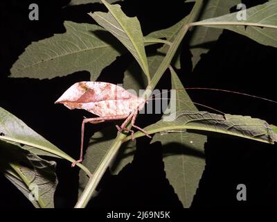 Katydid (famiglia Tettigoniidae) marrone chiaro che mima una foglia morta isolata su uno sfondo naturale scuro dalle giungle del Belize, America Centrale Foto Stock