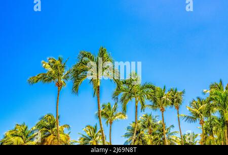 Palme tropicali aganist un cielo blu chiaro Foto Stock