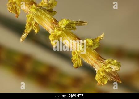 Macro vista di isolato drooping SheOak (Allocasuarina verticillata) fiori su infiorescenza Foto Stock