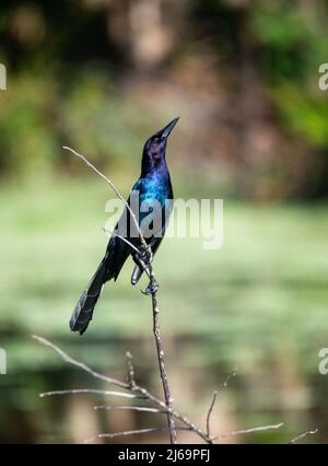 Piccolo airone cenerino Foto Stock