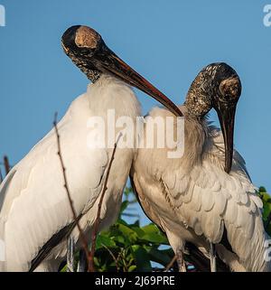 Coppia di fiati di legno Foto Stock