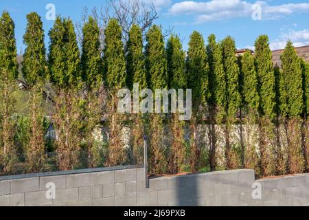 Thuja (Arborvitae) rami e aghi mangiati dal cervo nella stagione invernale. Danni al cervo a copertura di cedro. Foto Stock