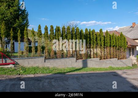 Thuja (Arborvitae) rami e aghi mangiati dal cervo nella stagione invernale. Danni al cervo a copertura di cedro. Foto Stock