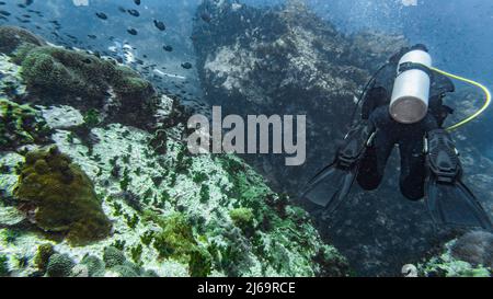 Tuffatori che esplorano le acque tropicali intorno a Koh Tao in Thailandia Foto Stock