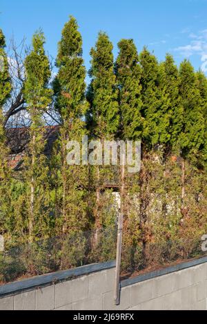 Thuja (Arborvitae) rami e aghi mangiati dal cervo nella stagione invernale. Danni al cervo a copertura di cedro. Foto Stock