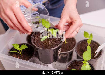 donna innaffiare piantine in pentole Foto Stock