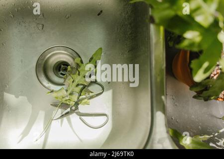 piante che vengono rifilate dal lavandino della cucina il giorno d'estate Foto Stock