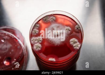 micelio di fungo in una piastra petri su terreno nutriente agar. Foto Stock