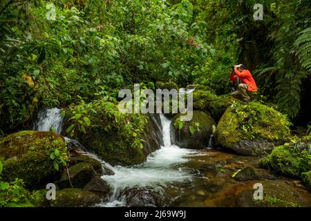 Birdwatcher nella foresta nuvolosa alla ricerca di uccelli , Panama Foto Stock