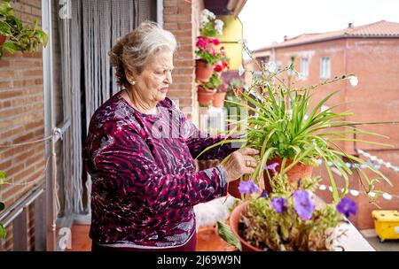 Donna anziana che si prende cura di piante in casa sua Foto Stock