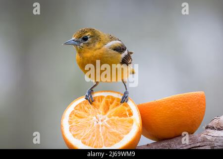 Femmina Baltimore Oriole che si nutrono di arance al feeder Foto Stock