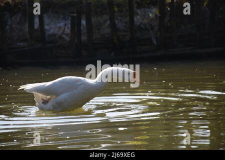 Le oche cinesi sono uccelli leggeri e graziosi. Hanno un collo lungo e leggermente curvo e una manopola arrotondata e prominente sulla testa Foto Stock