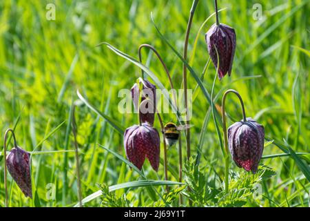 Bumblebee e fritillari di serpente (Fritillaria meleagris, fritillario di serpenti-testa) in un prato umido di fiori selvatici, Oxfordshire, Inghilterra, Regno Unito Foto Stock