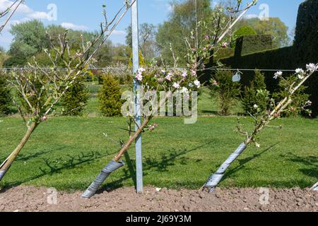 Apple Trees addestrato a crescere diagonalmente a Waterperry Gardens, Oxfordshire, Inghilterra, Regno Unito Foto Stock