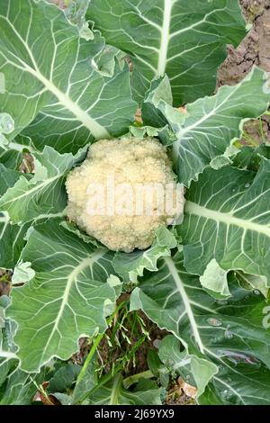 primo piano la mature bianco verde cavolfiore pianta che cresce in fattoria soft focus naturale sfondo verde. Foto Stock