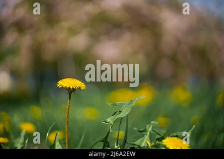 il fiore giallo del dente di leone cresce nel parco su uno sfondo sfocato favoloso Foto Stock