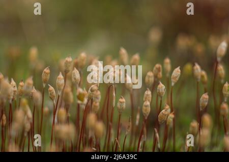 Macro di muschio giovane. Microsworld di muschio forestale. Foto Stock
