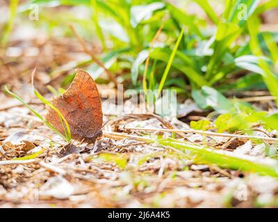 Primo piano di Anaea andria a terra in Oklahoma Foto Stock