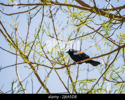 Primo piano di Blackbird ad alare rossa in Oklahoma Foto Stock