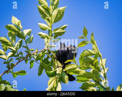 Primo piano di Blackbird ad alare rossa in Oklahoma Foto Stock