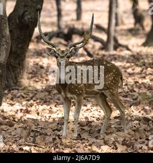 Cervi avvistati in piedi nella foresta in India, un bel maschio con corna Foto Stock