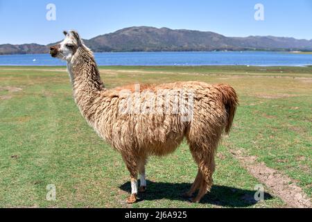 Primo piano immagine di lama marrone in piedi sull'erba a Cordoba, Argentina. Ritratto di un lama glama nella natura Foto Stock