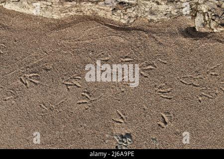 Direttamente sopra primo piano di Seagull Footprint in sabbia sulla spiaggia Foto Stock