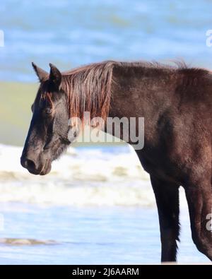 Mustang spagnolo sulla spiaggia di Corolla alle sponde esterne del North Carolina Foto Stock