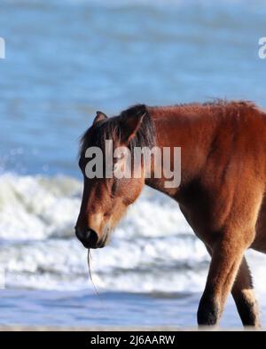 Mustang spagnolo sulla spiaggia di Corolla alle sponde esterne del North Carolina Foto Stock