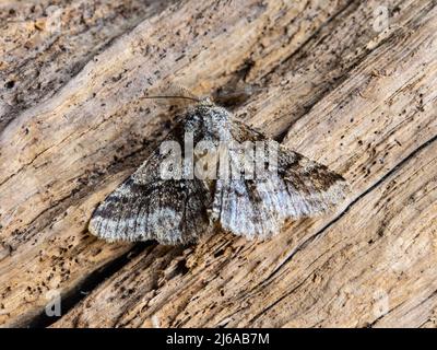 Una Beauty Moth brindata, Lycia hirtaria, poggiata su un tronco marcio. Foto Stock