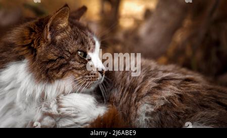 Cat ritratto marrone e bianco Foto Stock
