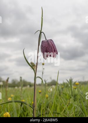 Fritillaria meleagris, nomi comuni includono la testa di serpente fritillario, testa di serpente, fiore di scacchi, rana-tazza, fiore di faraona-gallina, fiore di guinea. Foto Stock