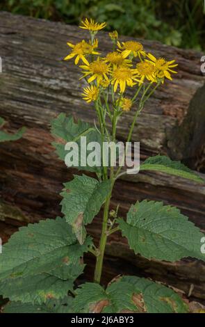 Alpinismo, Jacobaea alpina, in fiore, Alpi tedesche. Foto Stock