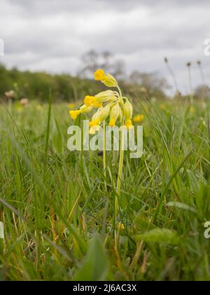 Primula veris, la Cowslip, la Cowslip comune, o Cowslip Primrose, che cresce in un prato a Cricklade, Regno Unito. Foto Stock