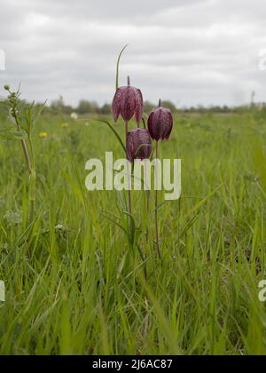 Fritillaria meleagris, nomi comuni includono la testa di serpente fritillario, testa di serpente, fiore di scacchi, rana-tazza, fiore di faraona-gallina, fiore di guinea. Foto Stock