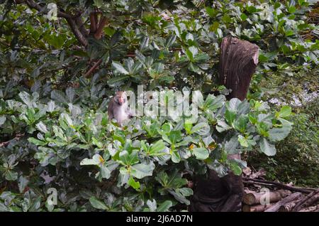 Macaca Ciclopis di roccia di Formosan nella foresta ricreativa nazionale di Zhiben, Taiwan Foto Stock