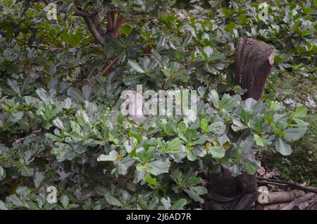 Macaca Ciclopis di roccia di Formosan nella foresta ricreativa nazionale di Zhiben, Taiwan Foto Stock