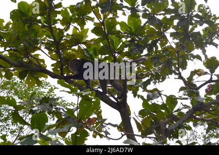 Macaca Ciclopis di roccia di Formosan nella foresta ricreativa nazionale di Zhiben, Taiwan Foto Stock