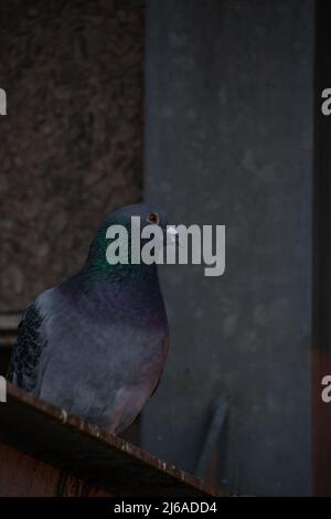 Comune Pigeon / Rock dove (Columba livia) arroccato su una trave metallica in un parcheggio sotterraneo. Foto Stock