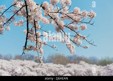 Bandiera di primavera, rami di ciliegia fiorente o sakura su sfondo cielo blu all'aperto. sakura fiori rosa, sognante romantica immagine primavera, paesaggio p Foto Stock